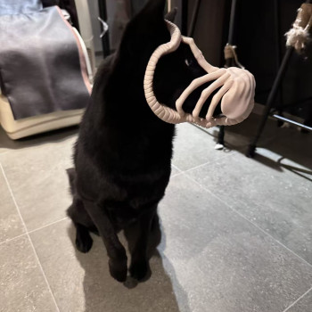 Uzaylı Köpek Maskesi Halloween Kostüm Evcil Hayvan Aksesuarı