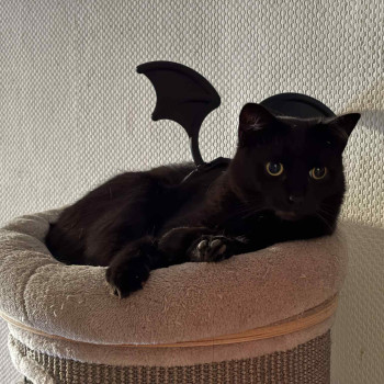 Kedi Yarası Kanatları - Evcil Hayvan Kostümü ve Aksesuarı