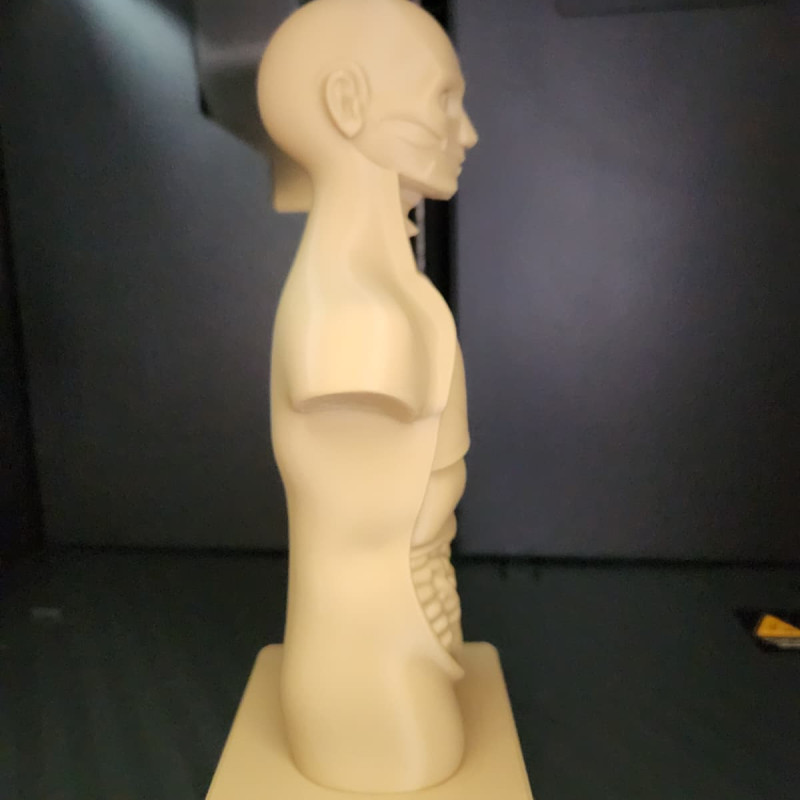 İnsan Gövde Anatomisi Modeli - Eğitici 3D Baskı