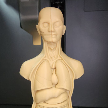İnsan Gövde Anatomisi Modeli - Eğitici 3D Baskı