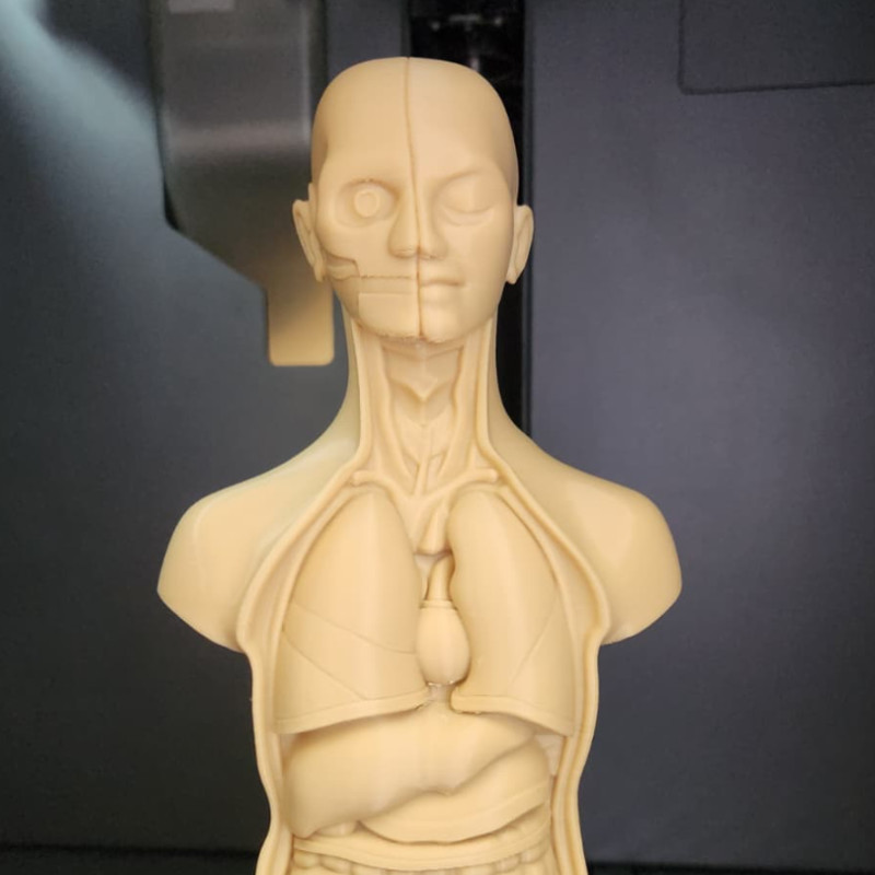 İnsan Gövde Anatomisi Modeli - Eğitici 3D Baskı