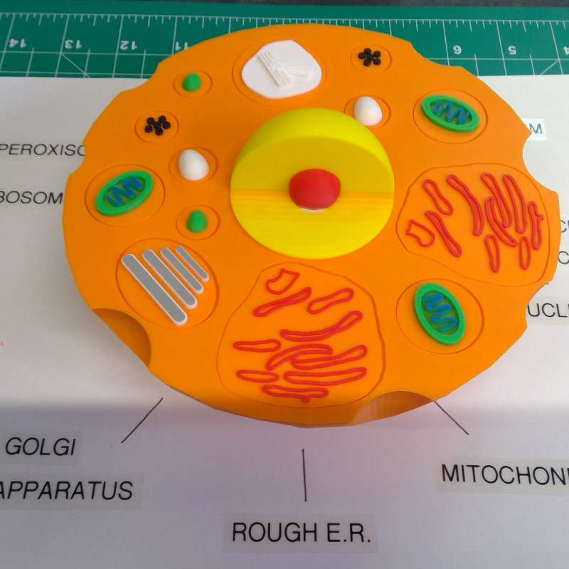 Hayvan Hücresi 3D Yapboz Modeli - Eğitici Biyoloji Maketi