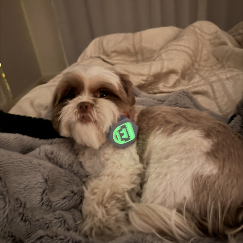 Köpek Frankenstein Kostümü Glow Işıklı Vidalar - 3D Baskı Evcil Hayvan Aksesuarı