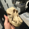 Orangutan Kafatası 3D Baskı Biyoloji Eğitim Modeli