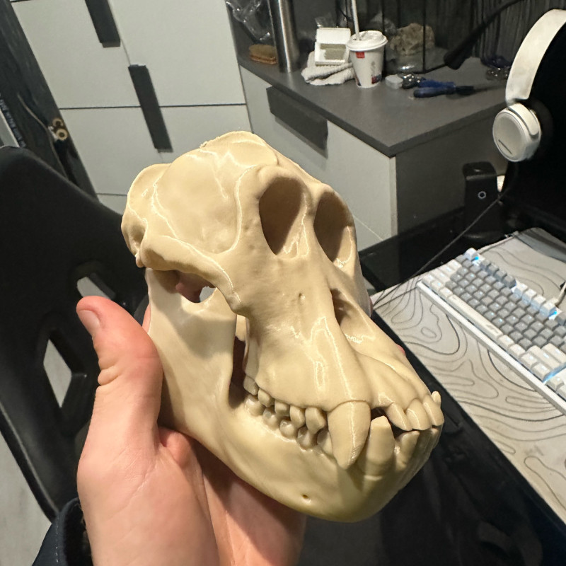 Orangutan Kafatası 3D Baskı Biyoloji Eğitim Modeli