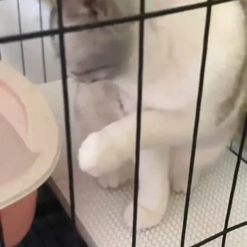 3D Baskı Büyük Kedi Tırmalama Tahtası - Dayanıklı PETG