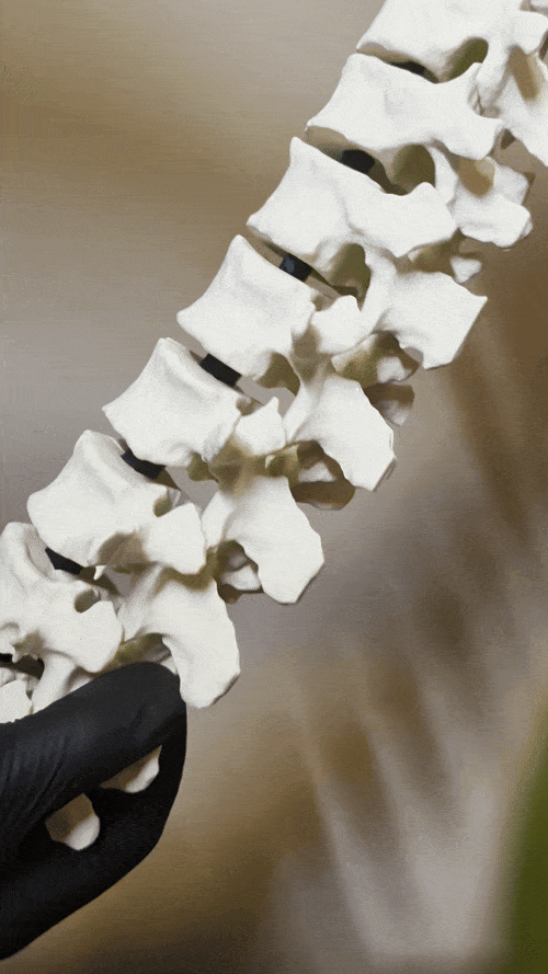 Eğitici Hareketli İnsan Omurga Modeli - 3D Baskı Anatomi