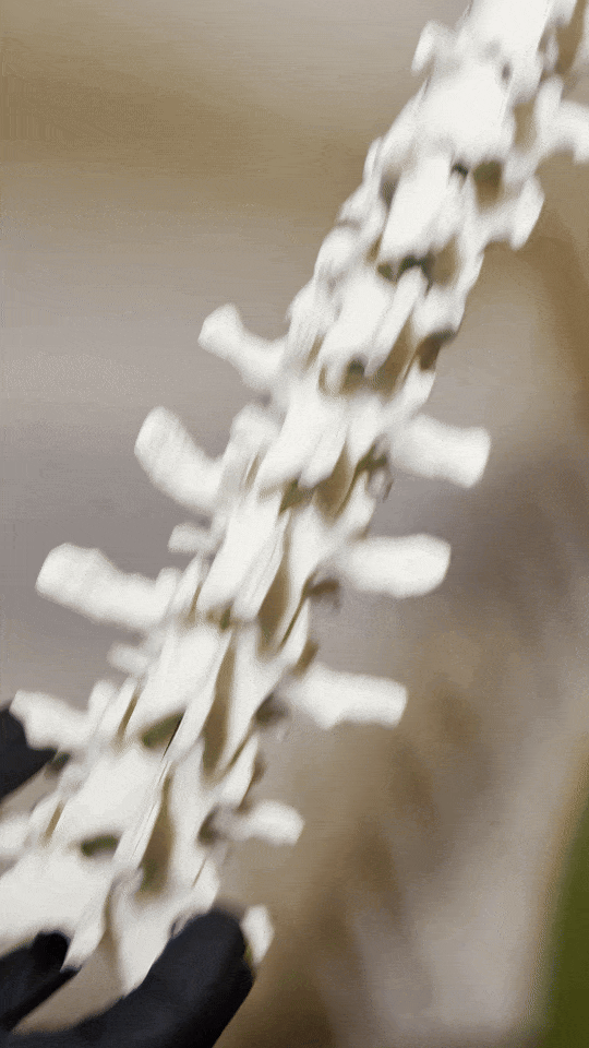 Eğitici Hareketli İnsan Omurga Modeli - 3D Baskı Anatomi